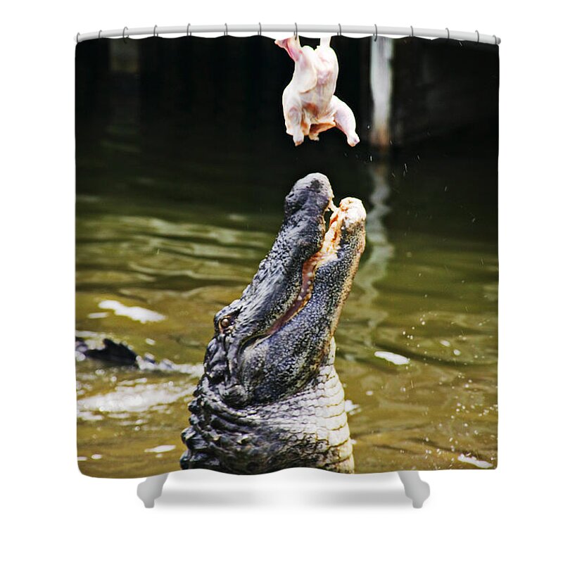 Alligator Feeding Shower Curtain