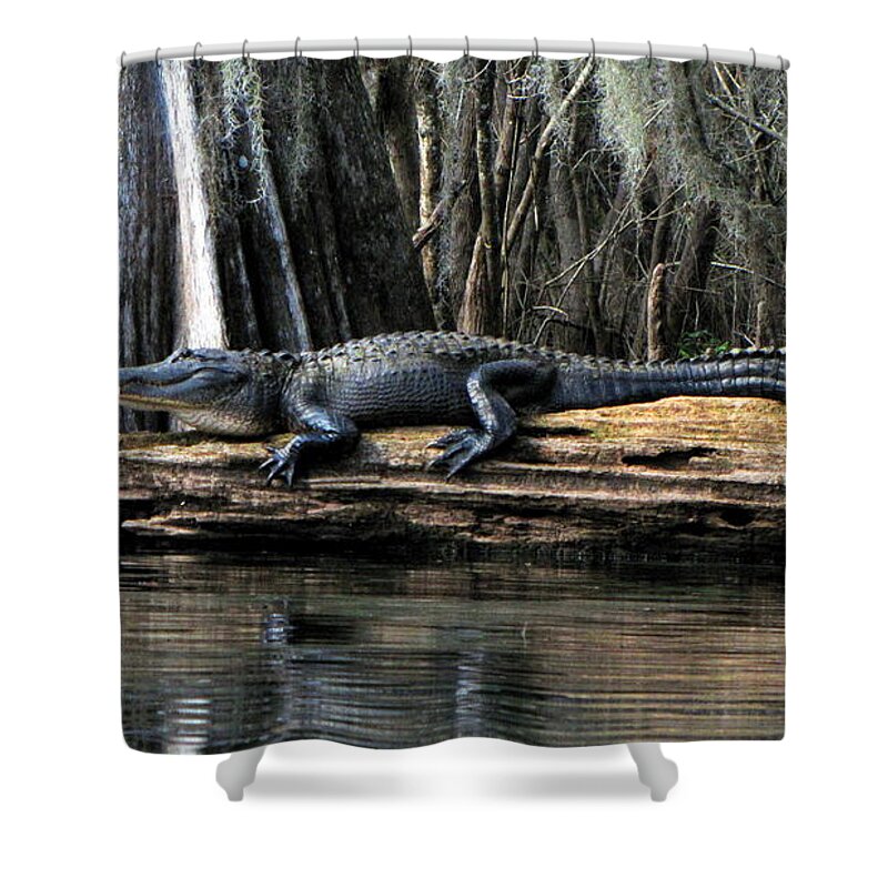 American Alligator Shower Curtain featuring the photograph Alligator Sunning by Barbara Bowen