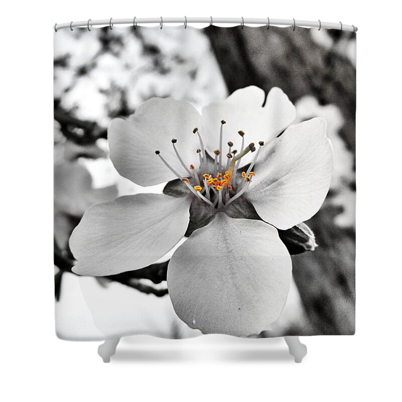 Almond Shower Curtain featuring the photograph Almond Blossom by Marianna Mills