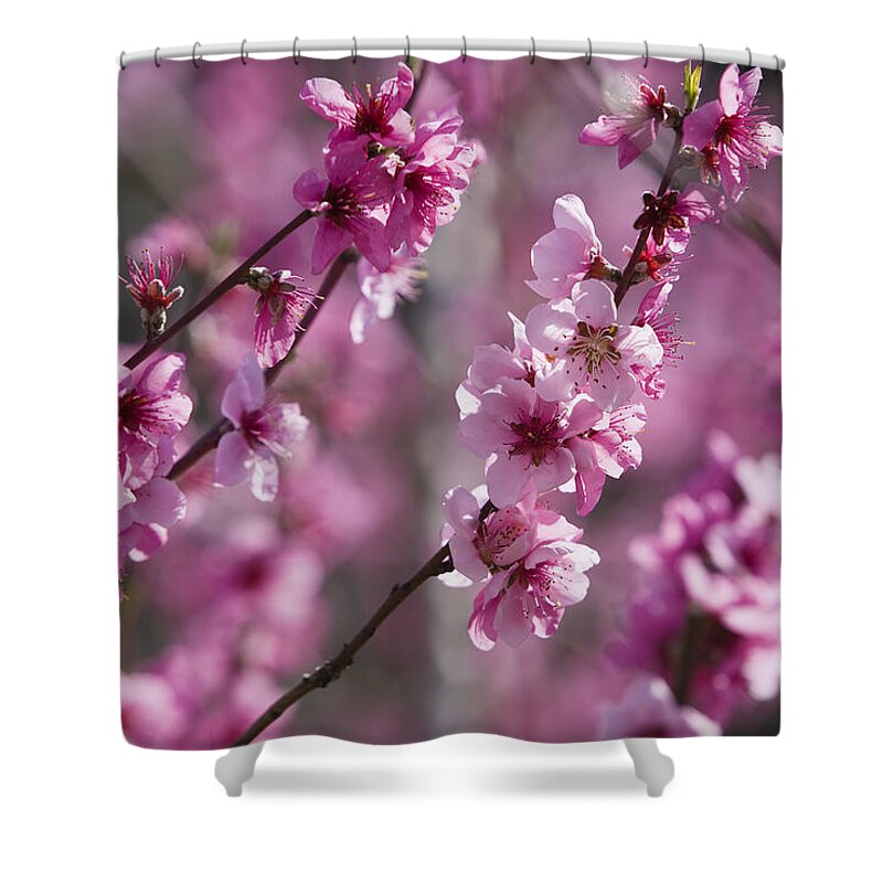 Mp Shower Curtain featuring the photograph Almond Prunus Dulcis Trees Blooming by Konrad Wothe