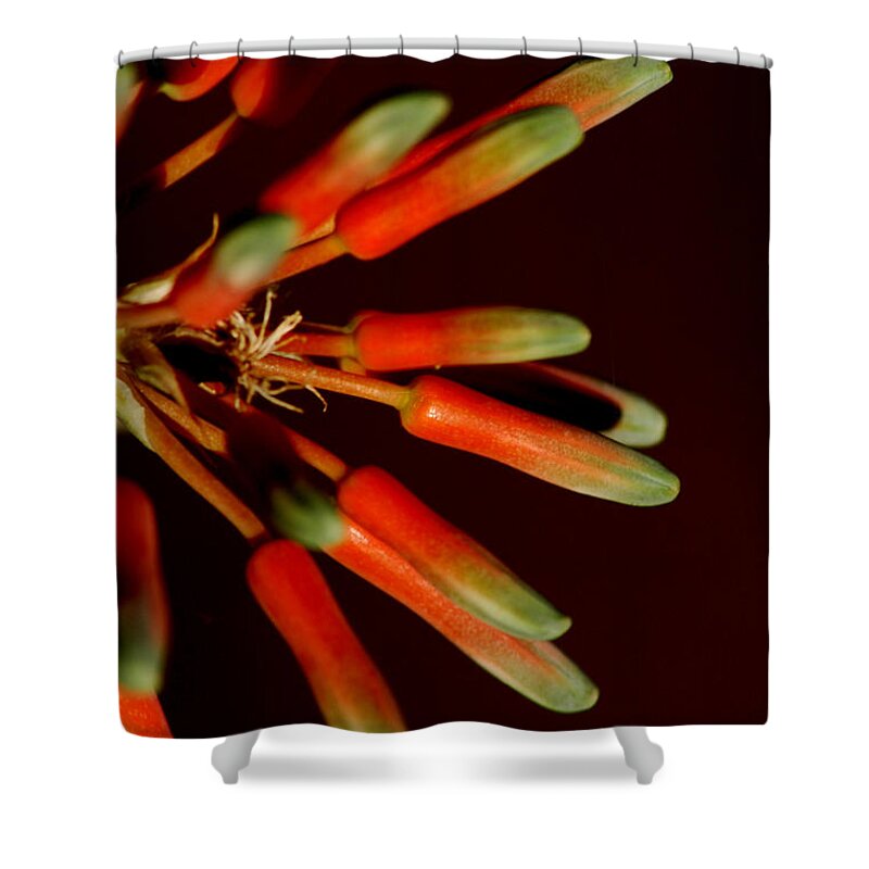 Aloe Shower Curtain featuring the photograph Aloe Bloom 5 by David Weeks