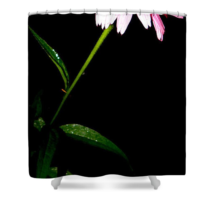 Purple Shower Curtain featuring the photograph Alone At Night by Kim Galluzzo