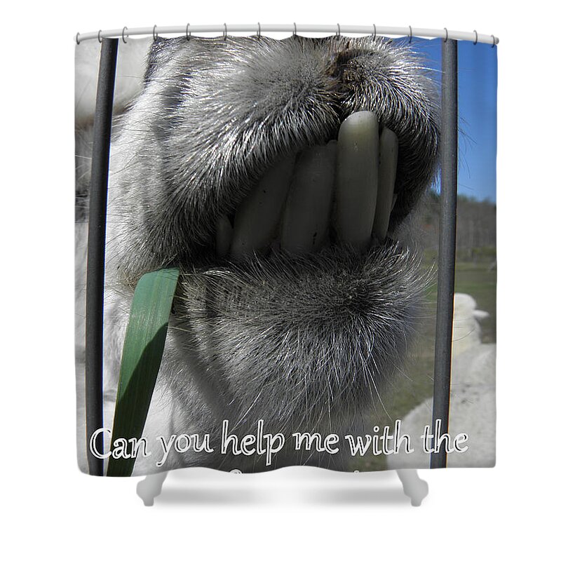 Alpaca Shower Curtain featuring the photograph Alpaca funnies by Kim Galluzzo