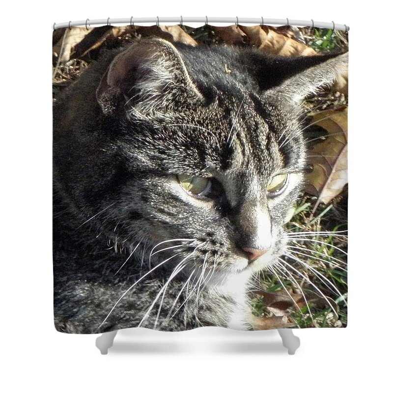 Cat Shower Curtain featuring the photograph Always In Hunt Mode by Kim Galluzzo Wozniak