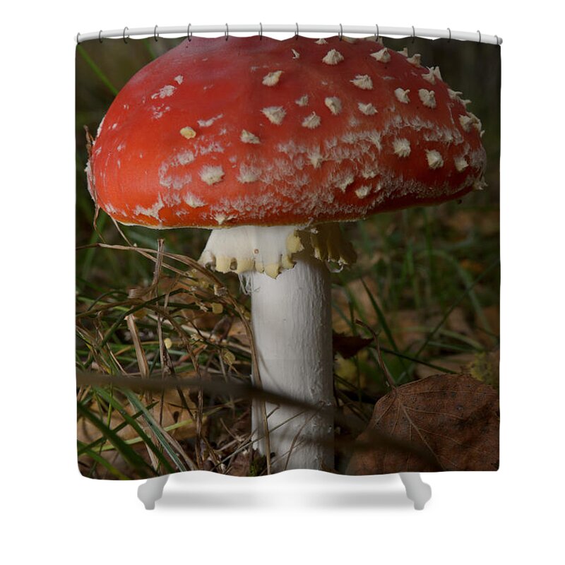 Amanita Shower Curtain featuring the photograph Amanita muscaria by Michael Goyberg