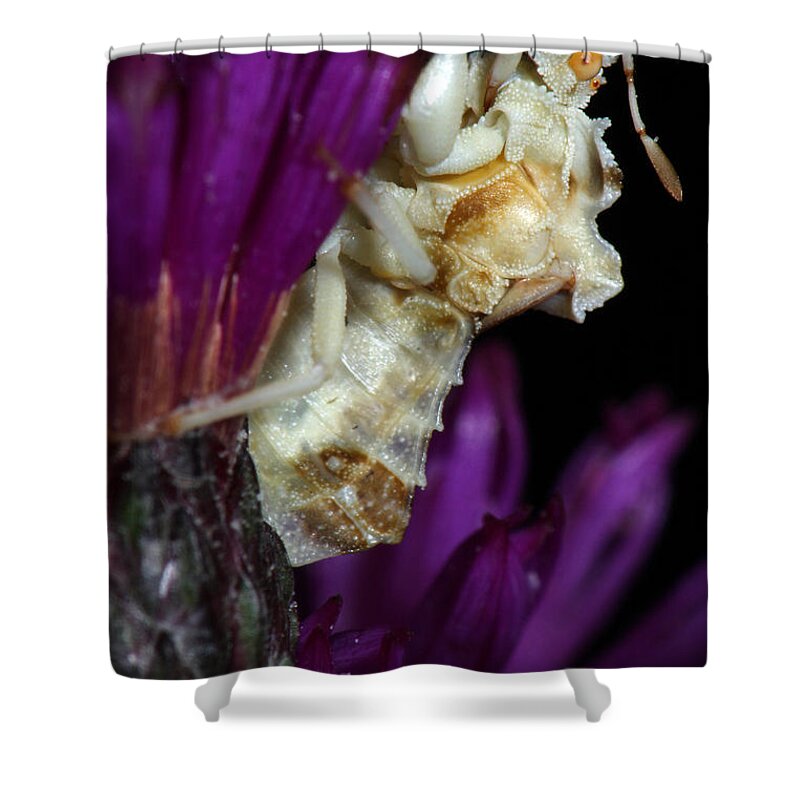 Phymatidae Shower Curtain featuring the photograph Ambush Bug On Ironweed by Daniel Reed