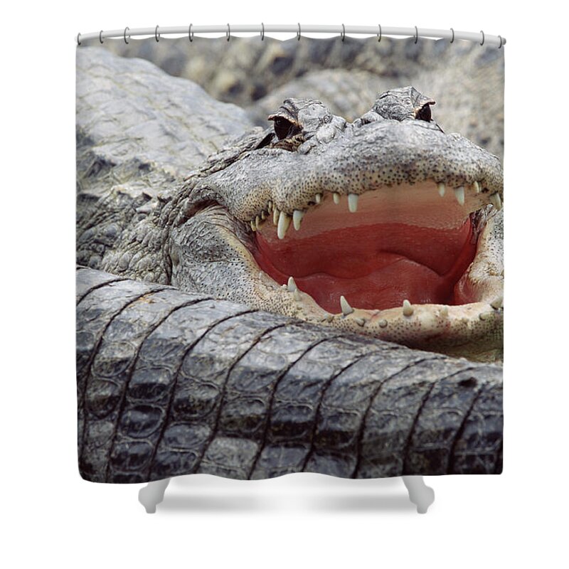 American Alligator Alligator Shower Curtain by Tim Fitzharris