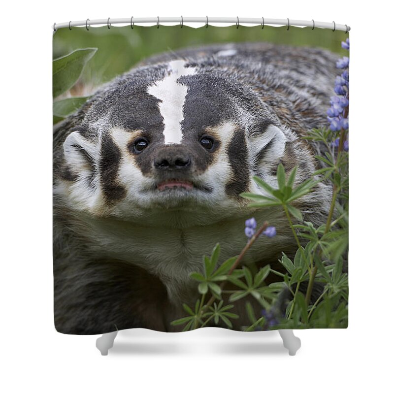 00177007 Shower Curtain featuring the photograph American Badger Amid Lupine by Tim Fitzharris
