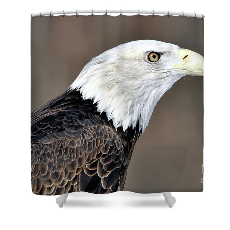 Bald Eagle Shower Curtain featuring the photograph American Bald Eagle by Ronald Grogan
