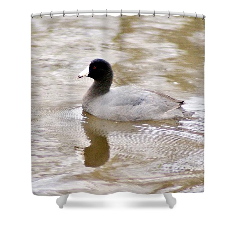 Coot Shower Curtain featuring the photograph American Coot 1 by Joe Faherty