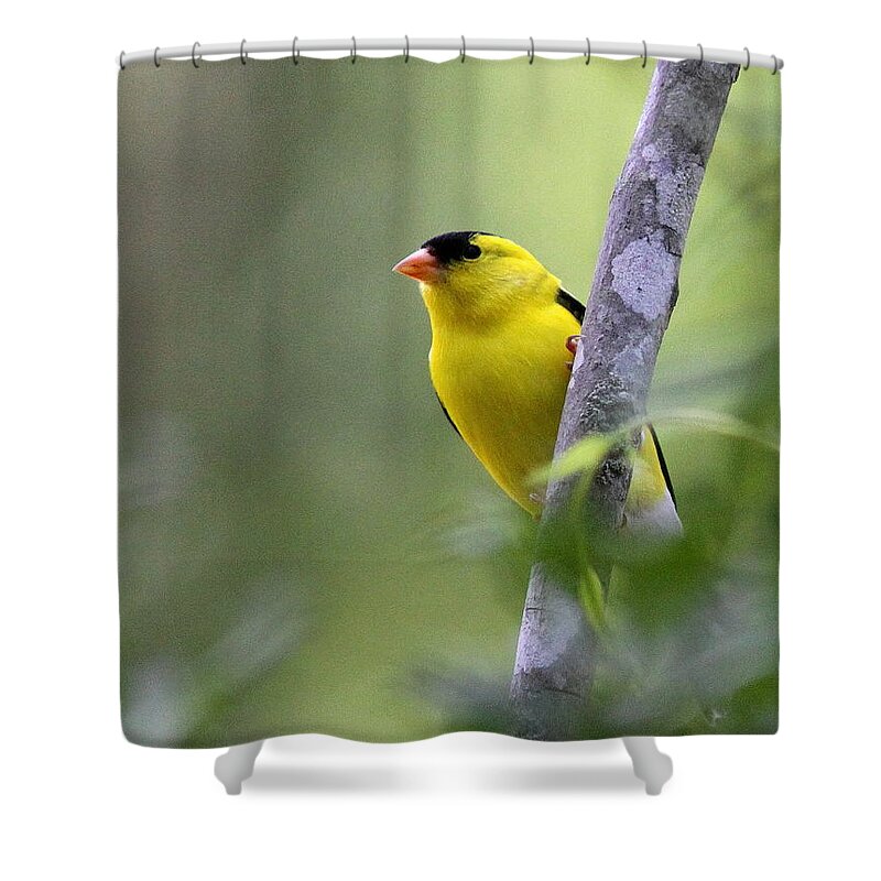 American Goldfinch Shower Curtain featuring the photograph American Goldfinch - Peaceful by Travis Truelove