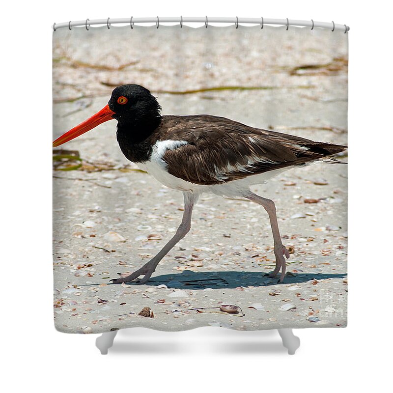 Birds Shower Curtain featuring the photograph American Oystercatcher by Stephen Whalen