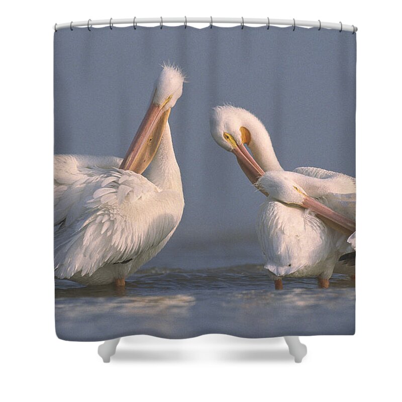 00170048 Shower Curtain featuring the photograph American White Pelican Pair Preening by Tim Fitzharris