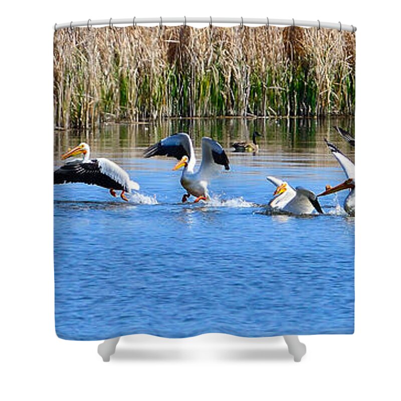 Pelicans Shower Curtain featuring the photograph American White Pelicans by Greg Norrell
