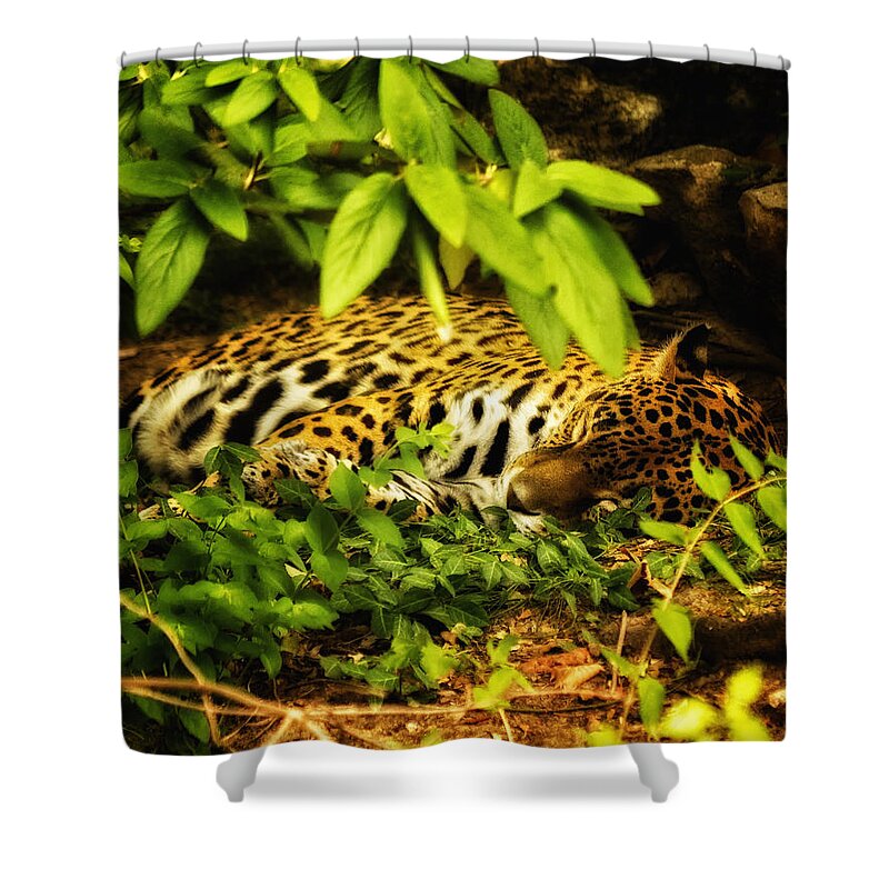 Tiger Shower Curtain featuring the photograph Amur Tiger by Linda Tiepelman