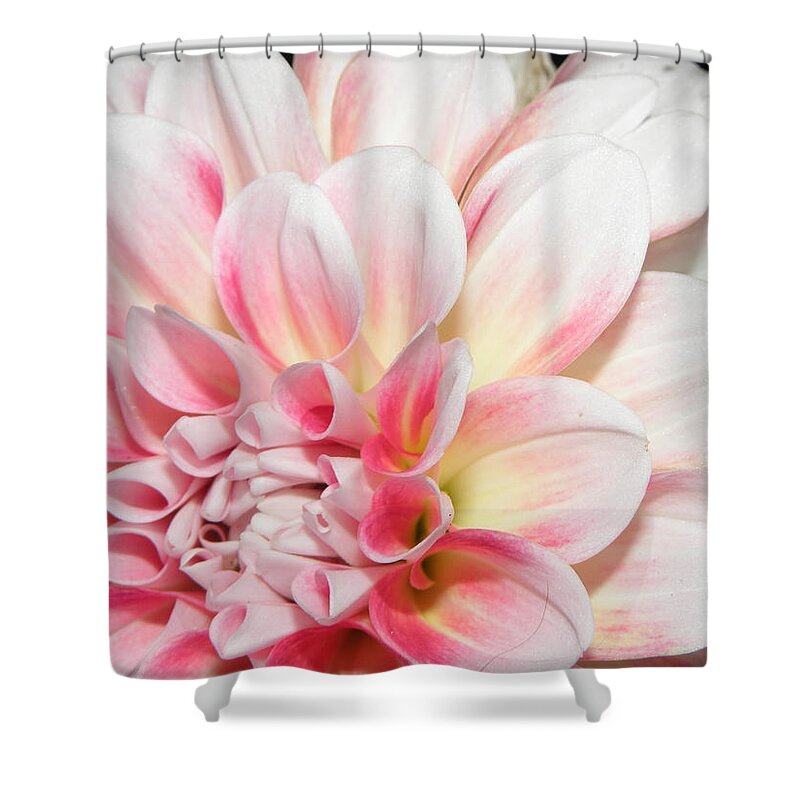 Dahlia Shower Curtain featuring the photograph An Angled Beauty by Kim Galluzzo Wozniak