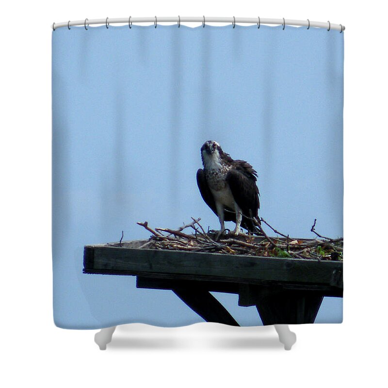 an Osprey In Maryland Shower Curtain featuring the photograph An Osprey in Maryland by Kimmary MacLean