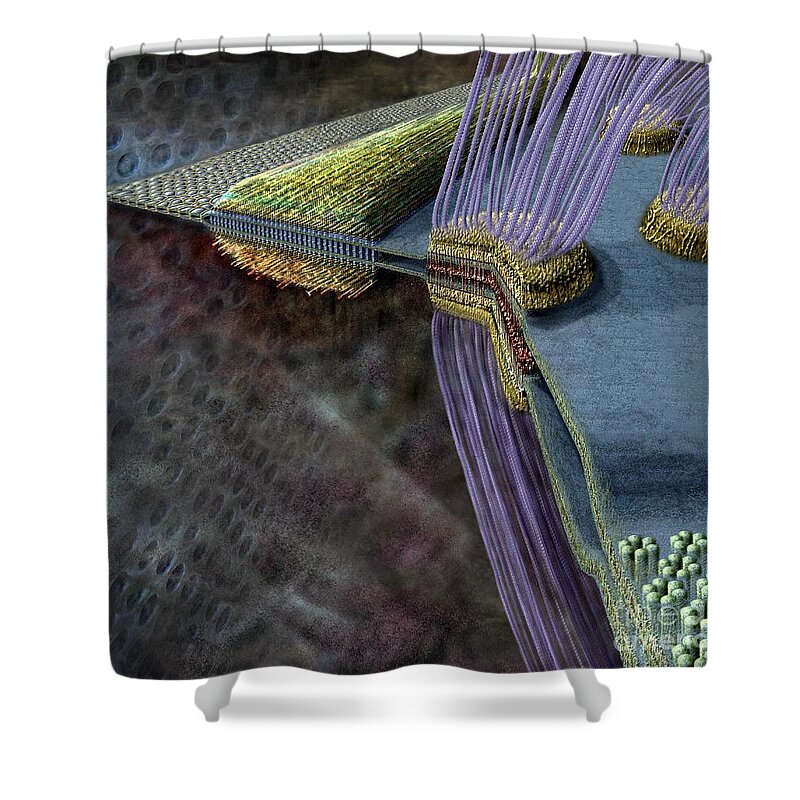 Adherens Shower Curtain featuring the digital art Animal Cell Junctions by Russell Kightley