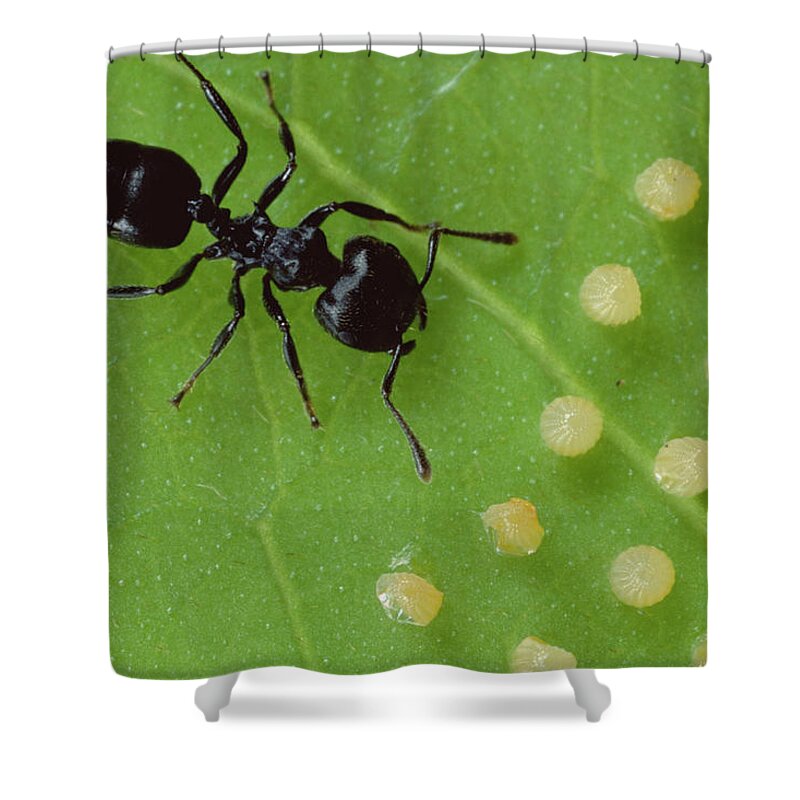 Mp Shower Curtain featuring the photograph Ant Crematogaster Sp Protects Home by Mark Moffett