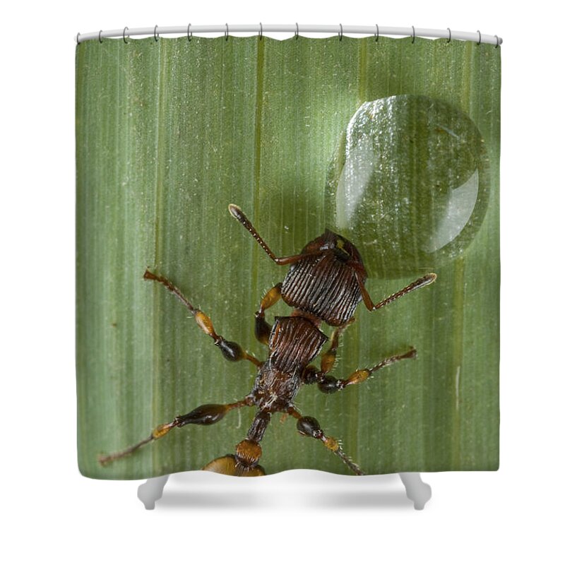 00479043 Shower Curtain featuring the photograph Ant Drinking From Water Droplet Papua by Piotr Naskrecki