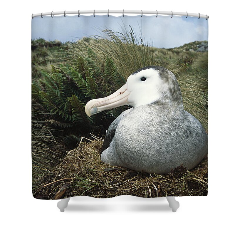 Mp Shower Curtain featuring the photograph Antipodean Albatross Diomedea by Tui De Roy