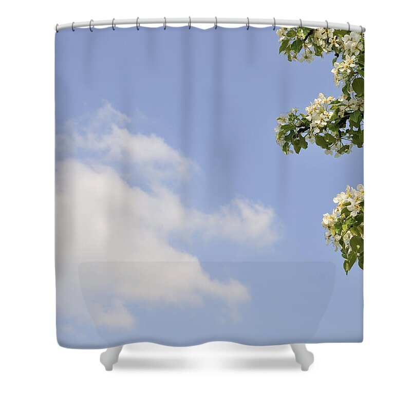 Spring Shower Curtain featuring the photograph Apple blossom and blue sky with cloud in spring by Matthias Hauser