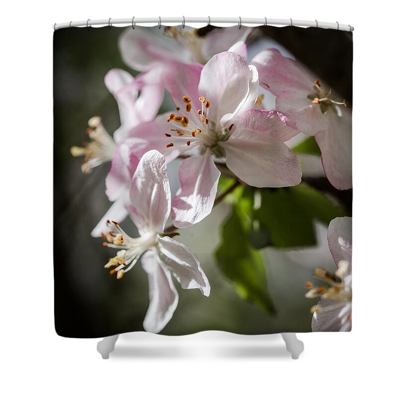 Apple Shower Curtain featuring the photograph Apple Blossom by Ralf Kaiser