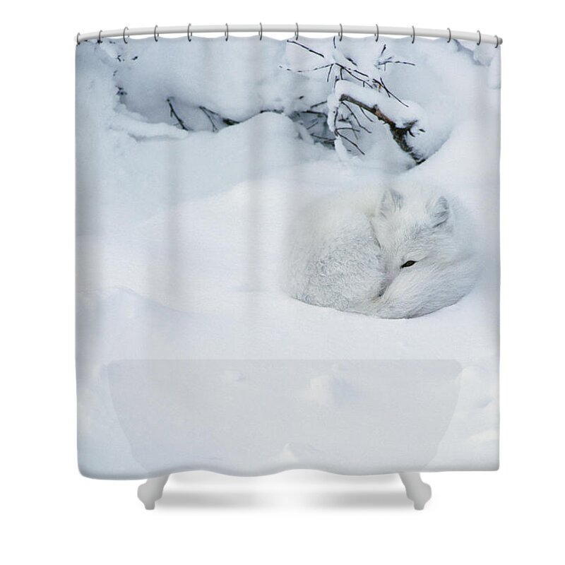 Mp Shower Curtain featuring the photograph Arctic Fox Alopex Lagopus Curled by Matthias Breiter