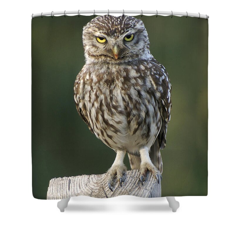 Little Owl Shower Curtain featuring the photograph Are you looking at me by Perry Van Munster