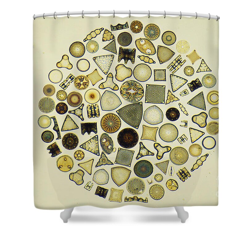 Diatom Shower Curtain featuring the photograph Arrangement Of Diatoms by MI Walker
