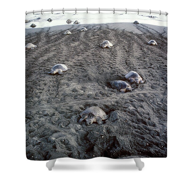 Olive Ridley Turtles Shower Curtain featuring the photograph Arribada Of Olive Ridley Turtles, Costa by Gregory G Dimijian MD