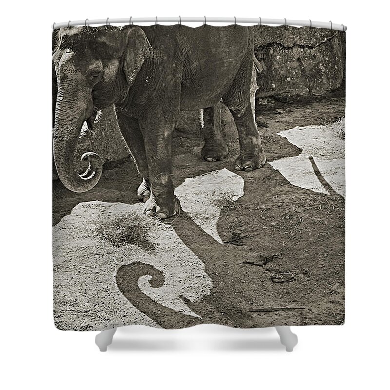 Asian Elephant Shower Curtain featuring the photograph Asian Elephant by Robert Meanor