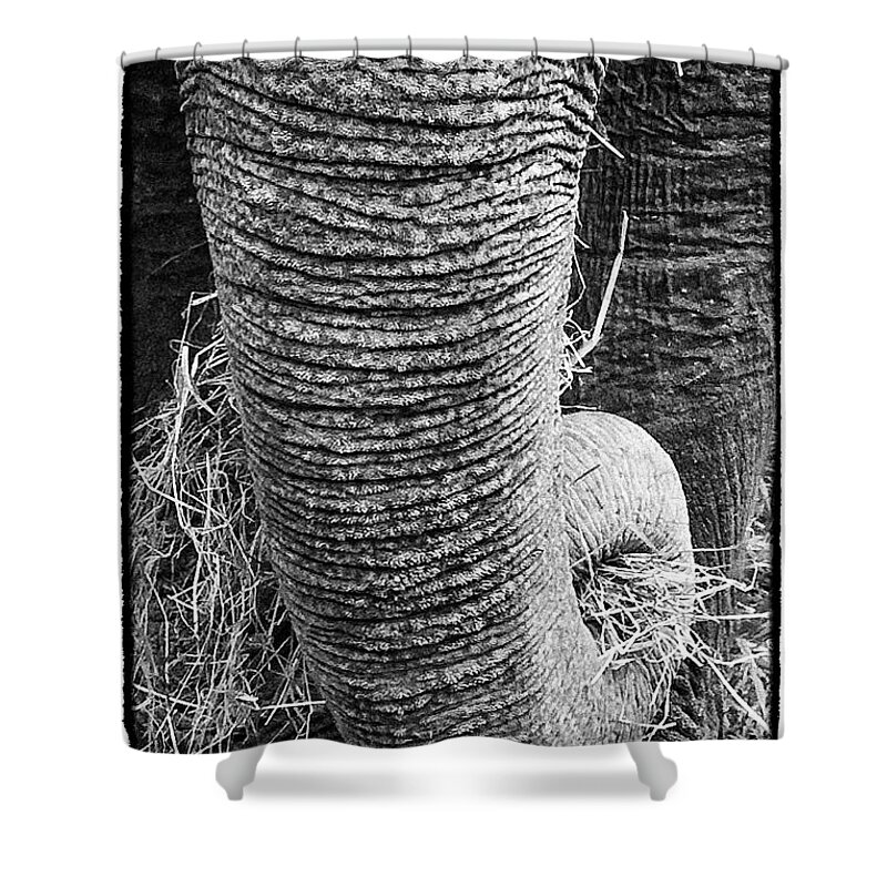 Animals Shower Curtain featuring the photograph Asian Elephant Trunk by Perla Copernik