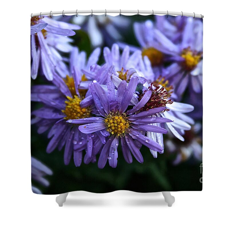 Flower Shower Curtain featuring the photograph Aster Dew Drops by Susan Herber