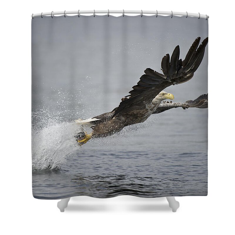 Flying Shower Curtain featuring the photograph At Full Stretch by Andy Astbury