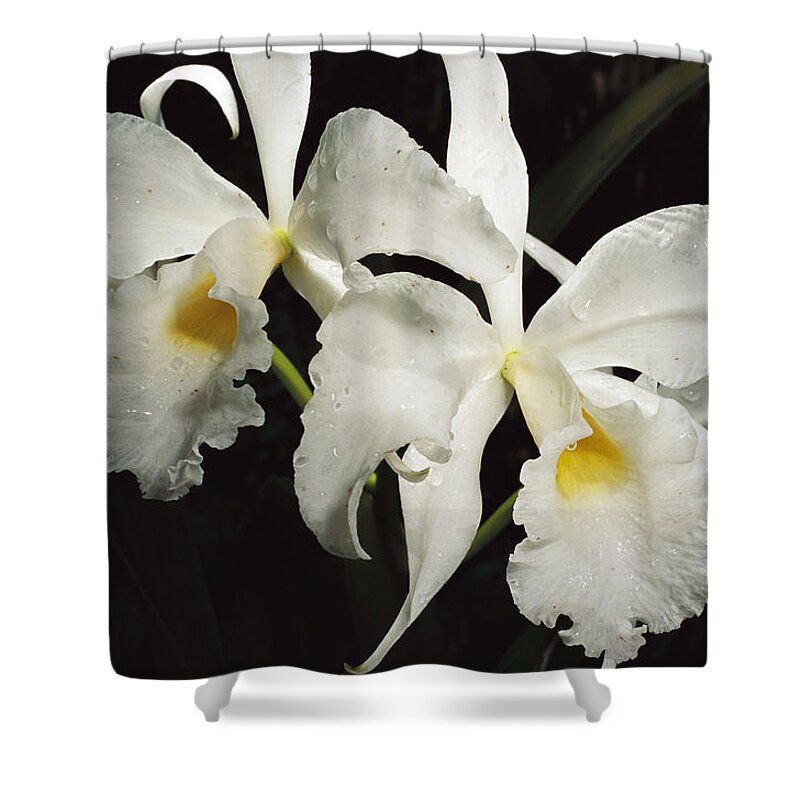 00750657 Shower Curtain featuring the photograph Atlantic Forest Orchid Brazil by Mark Moffett