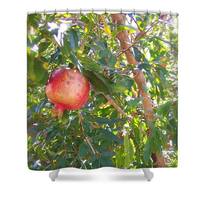 Pomegranate Shower Curtain featuring the photograph Aunt Tissy's Pomegranate Tree by Nancy Patterson