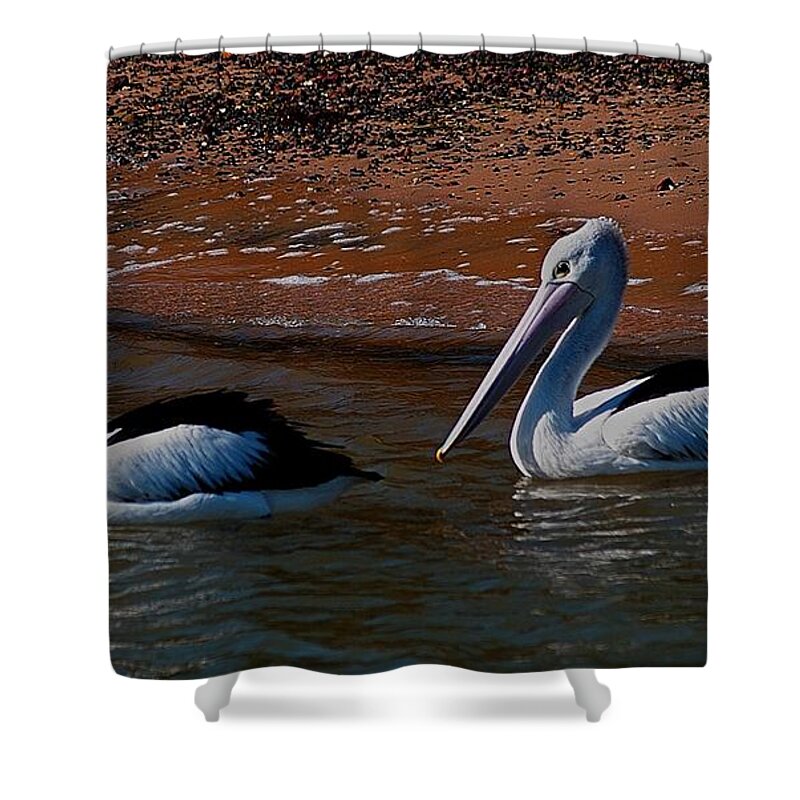 Australia Shower Curtain featuring the photograph Australian Pelicans by Blair Stuart