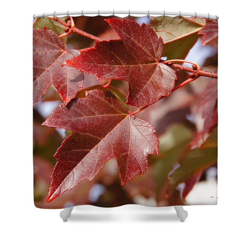 Red Shower Curtain featuring the photograph Autumn in My Back Yard by Mick Anderson