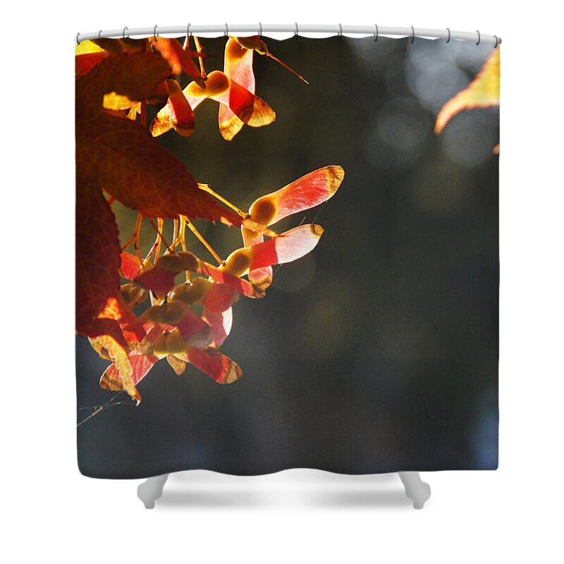Autumn Shower Curtain featuring the photograph Autumn Maple by Mick Anderson