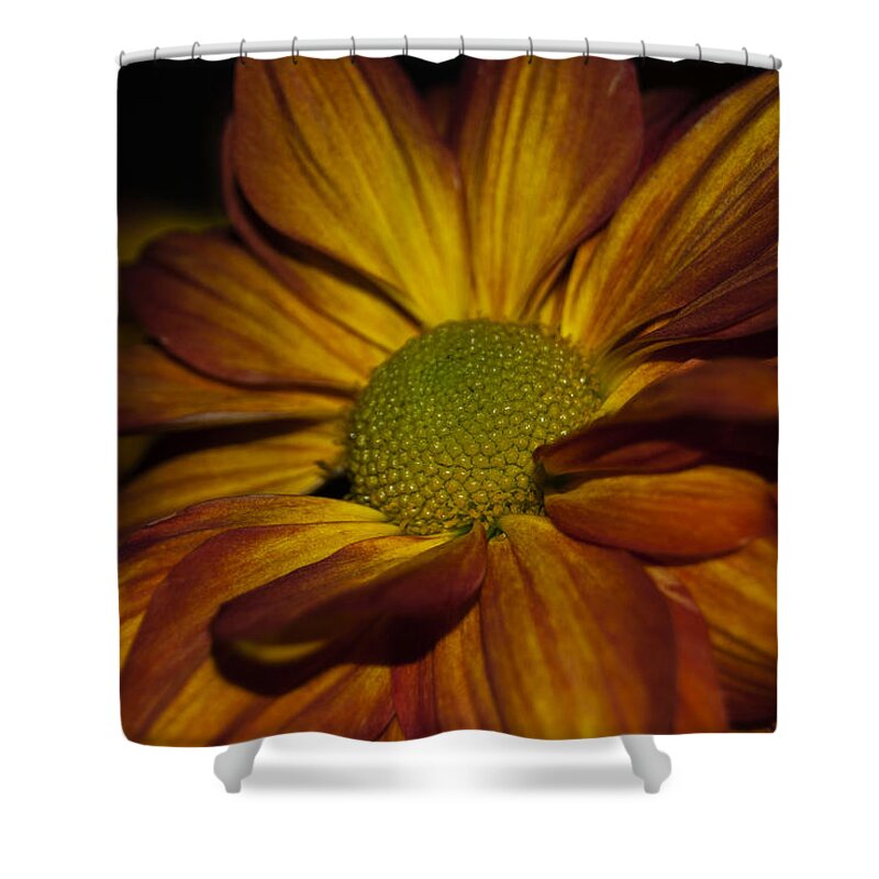 Flower Shower Curtain featuring the photograph Autumn Mum by Judy Hall-Folde