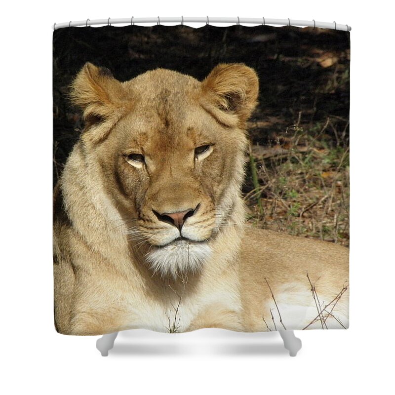 Lioness Shower Curtain featuring the photograph Aww Tilt by Kim Galluzzo Wozniak