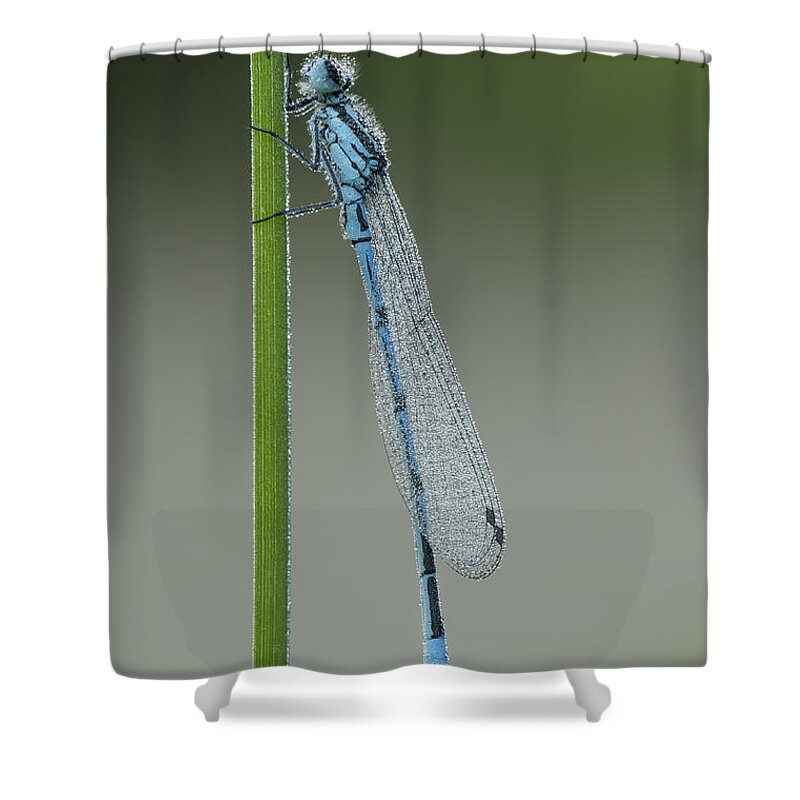 Azure Shower Curtain featuring the photograph Azure Damselfly by Andy Astbury