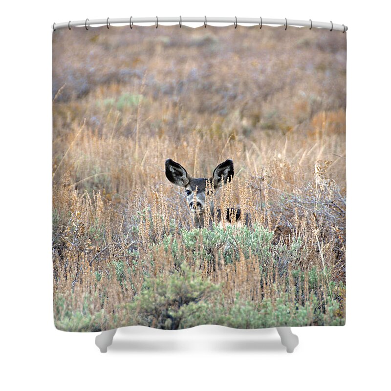 Deer Shower Curtain featuring the photograph Babe in Hiding by Lynn Bauer