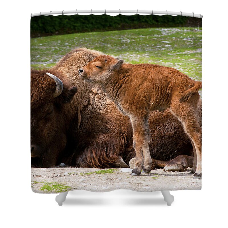 American Shower Curtain featuring the photograph Baby Buffalo by Andrew Michael