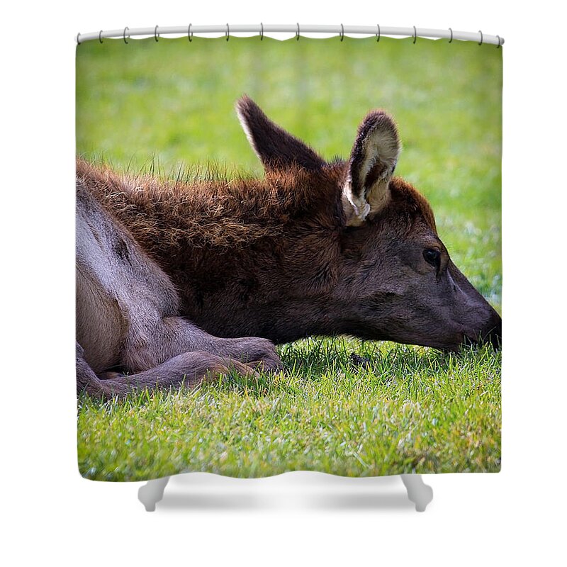Elk Calf Shower Curtain featuring the photograph Baby Elk by Steve McKinzie
