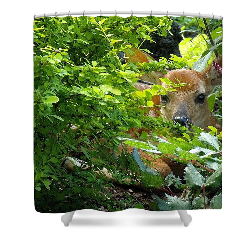 Deer Shower Curtain featuring the painting Baby Lin by Michael Mrozik