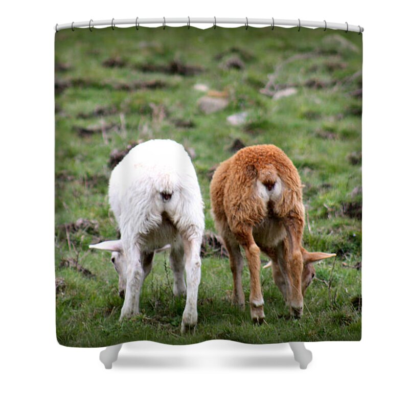 Baby Lambs Shower Curtain featuring the photograph Baby Side By Side Love by Kim Galluzzo Wozniak