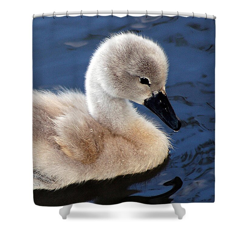 Portrait Shower Curtain featuring the photograph Baby swan by Sami Martin