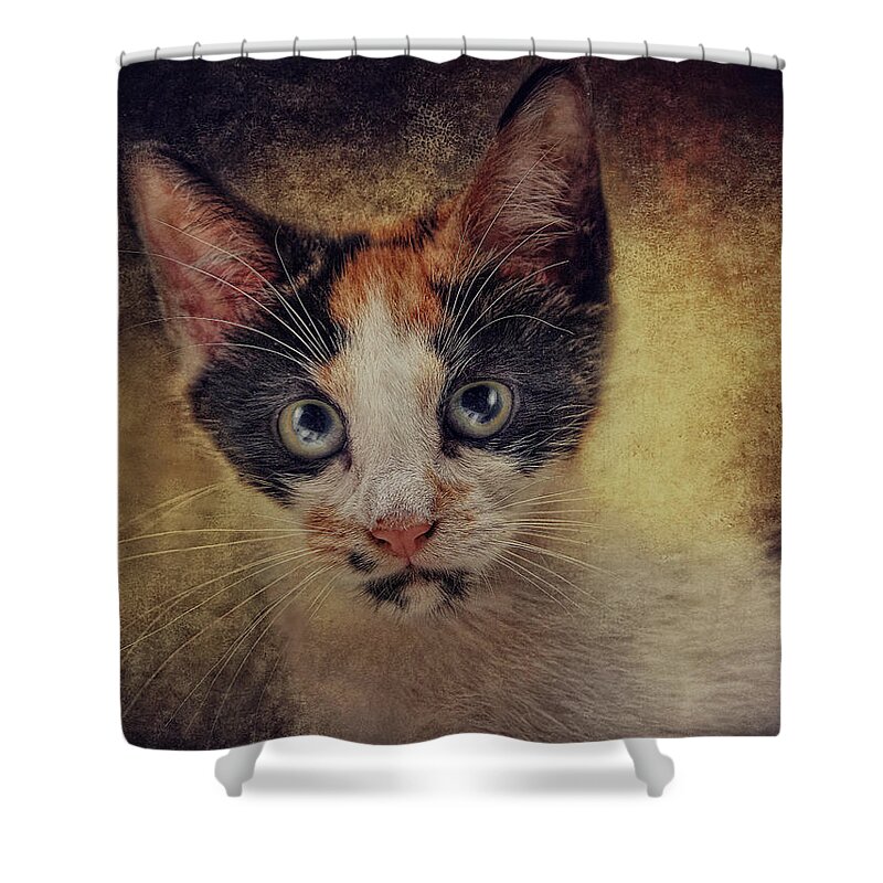 Cats Shower Curtain featuring the photograph Bacchus by Pat Abbott